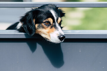 Jeune chien au regard triste enfermé derrière un portail
