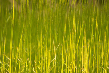 Background of young green grass with backlight