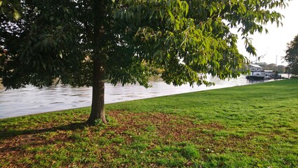 Tree with many green leaves near the river