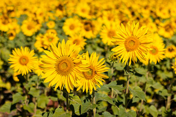 field of sunflowers in the summer