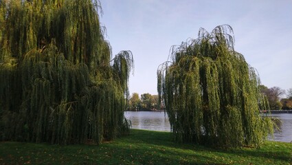 Trees with many green leaves near the river