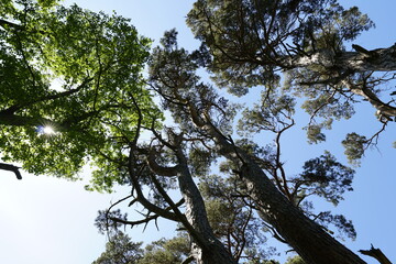 tree in the sky