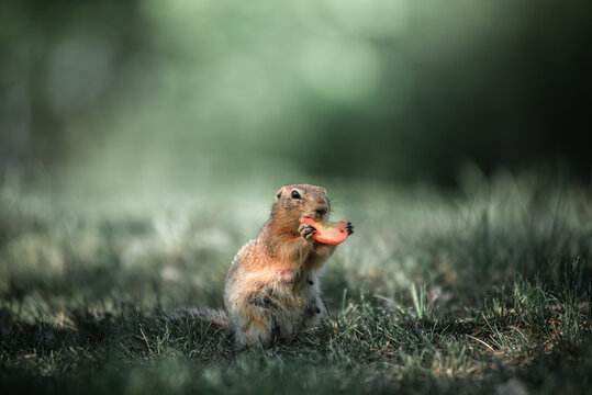 The gopher is standing in the green grass. Eating carrots
