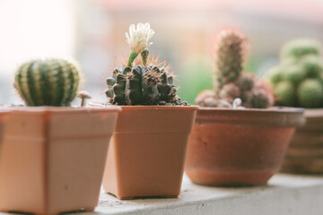 White cactus flower in a small pot