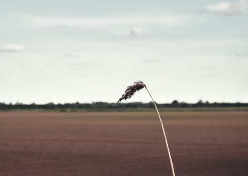 Single Stalk Of Corn In Empty Open Farmland Field