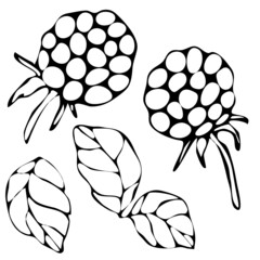 vector illustration in doodle style, in black, stylized raspberries and leaves, isolate on a white background