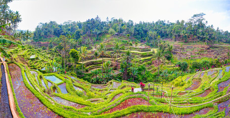 Green rice terrace fields of Bali island - Ubud, Indonesia