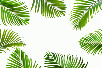 Fototapeta na wymiar tropical coconut palm leaf isolated on white background, summer background