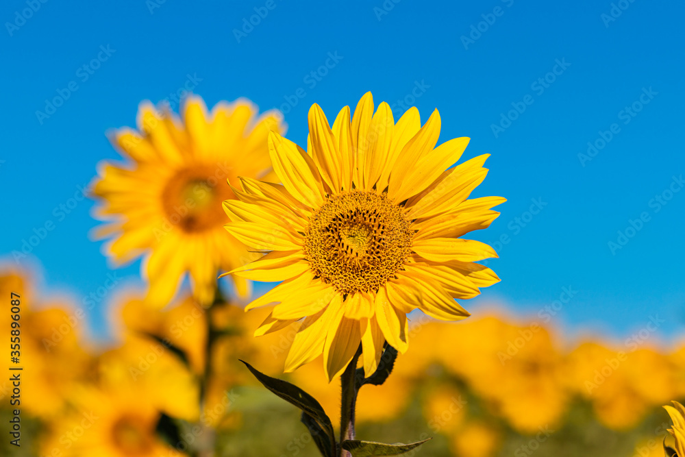 Wall mural field of sunflowers in the summer