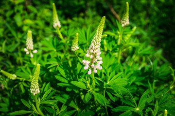 Lupine flowers different colors on the field. Selective focus.