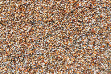 Top view of wet small multi-colored sea shells close-up