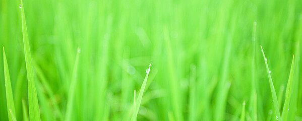 closeup nature view of blurred green leaf on background and sunlight, fresh wallpaper banner concept