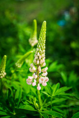 Lupine flowers different colors on the field. Selective focus.
