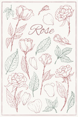 Rose