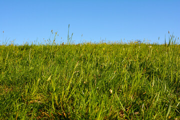 Obraz premium Green meadow with sky