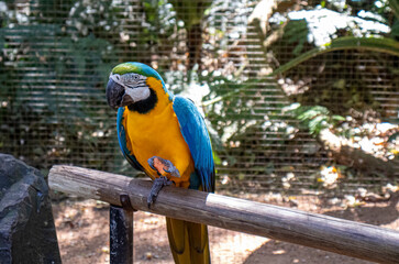 Arara
