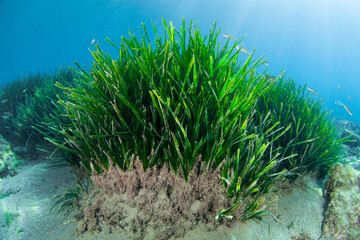 Underwater prairie of Posidonia oceanica in the Mediterranean Sea with clear water and sunshine - obrazy, fototapety, plakaty