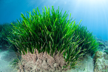 Underwater prairie of Posidonia oceanica in the Mediterranean Sea with clear water and sunshine © A. Martin UWphoto