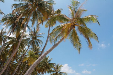 Palm trees on a paradise island. Amazing Maldives.