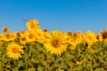 Fototapeta premium field of sunflowers in the summer