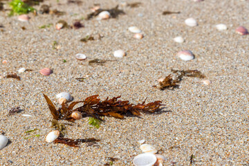 Seaweed close-up on the sandy shore of the Mediterranean Sea among seashells