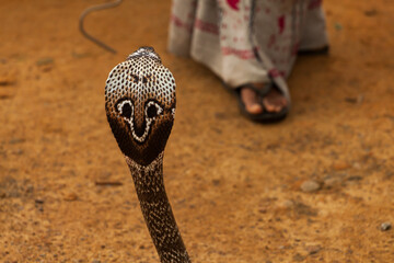 Royal cobra in Sri Lanka