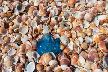 Top view of the blue jellyfish close-up on multi colored sea shells on the Mediterranean coast