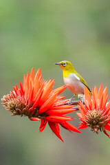 Flower Lover the Indian white-eye