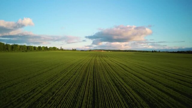Aerial video wheat field at sunset on a warm summer sunny day