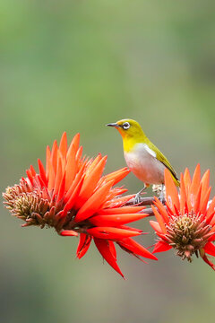Flower Lover the Indian white-eye