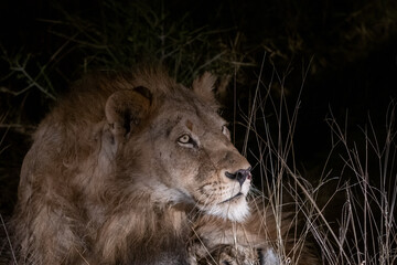 Portrait of a male lion (Panthera leo) at night in the Timbavati reserve, South Africa