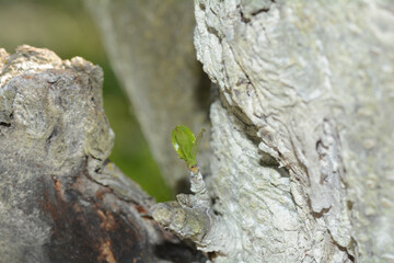 One young branch on a tree