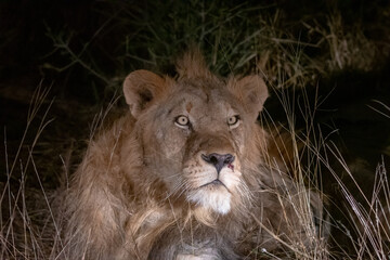 Portrait of a male lion (Panthera leo) at night in the Timbavati reserve, South Africa