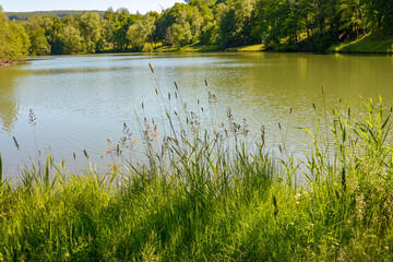 A small lake with green grass  and forest