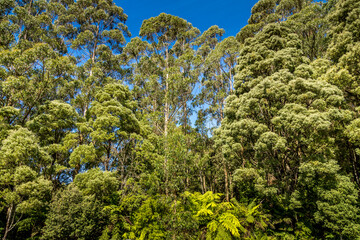 A rain forest along the Great Ocean Road in Australia.