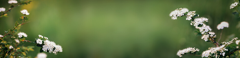 Blooming macro branches with soft focus on a gentle  background in sunlight with copy space. Beautiful floral image of spring nature panoramic view.