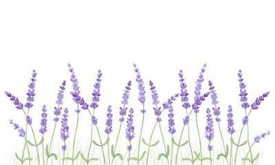 lavender flowers illustration 