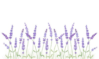 lavender flowers illustration  © J.sorn