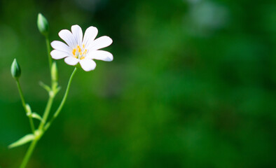 One white delicate flower with yellow stamens on a green background