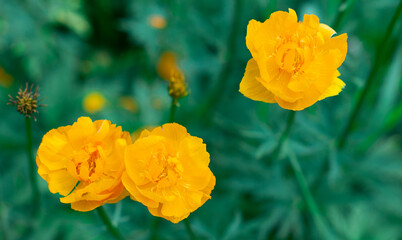 Obraz premium Three yellow beautiful flowers on a green background. Three little suns