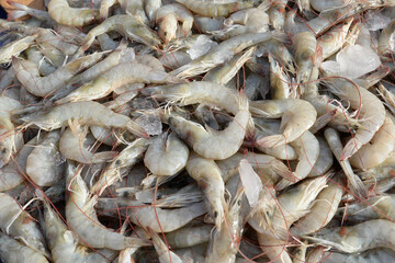 Close up fresh pacific white shrimp background in Thailand.