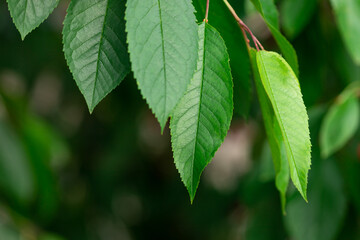 Beautiful floral abstract summer background on nature. Cherry tree branch with green leaves. selective focus. place for text
