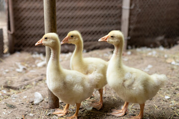 Naklejka na ściany i meble group of cute yellow ducklings at the farmyard. Growing poultry at home. selective focus.
