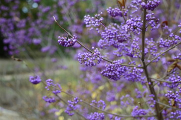 Closeup Callicarpa Giraldii known as beautyberry with blurred background in fall garden