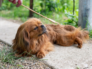 happy red pekingese lies on a path in the garden and is resting. The owner scratches his back with a brush. Concept love and care of animals