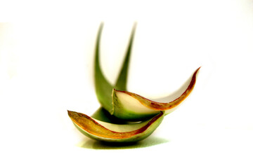 Obraz premium Foglie aloe