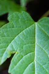 green leaf with drops of water