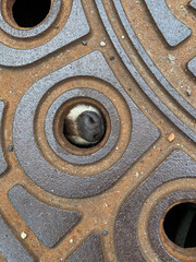 Waschbär in Gullideckel Schacht Schatdeckel gefangen - Gefangenes Tier 