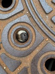 Waschbär in Gullideckel Schacht Schatdeckel gefangen - Gefangenes Tier 