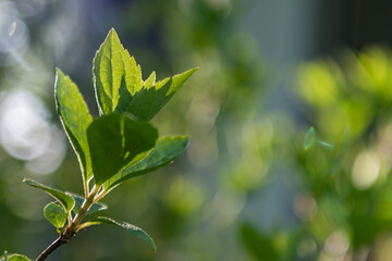 Spring opening up the buds to awaken the leaves 